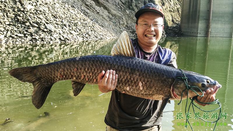 湘西張家界狗司令